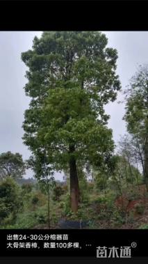 28公分香樟