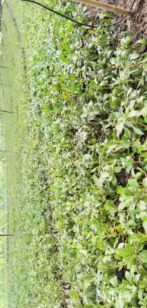 高度15厘米富贵草