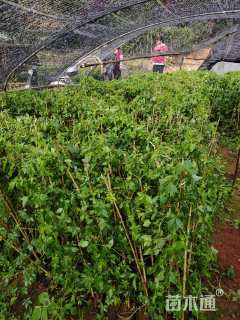 高度100厘米五爪金龙