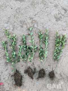 高度50厘米大叶黄杨