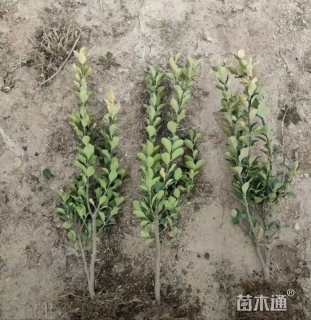 高度50厘米大叶黄杨