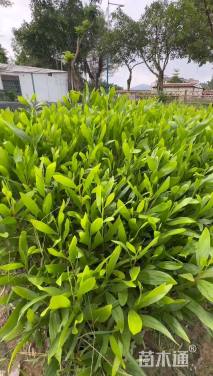 0.4公分马占相思