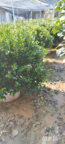 冠幅150厘米海桐球