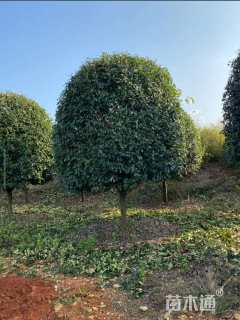 15公分红叶石楠