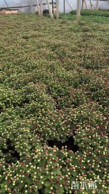 高度20厘米球菊