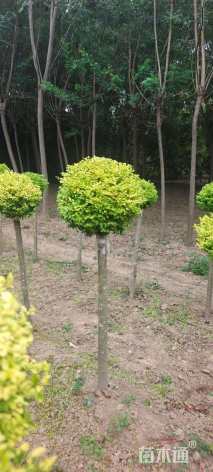 3公分造型亮晶女贞