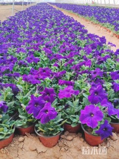 高度15厘米矮牵牛