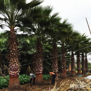 裸干高300厘米棕榈