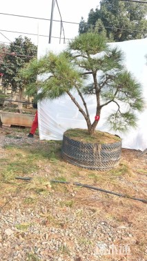 高度180厘米景观松