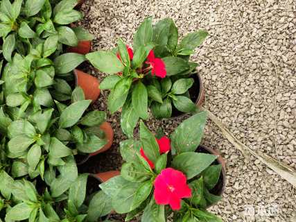 高度15厘米新几内亚凤仙