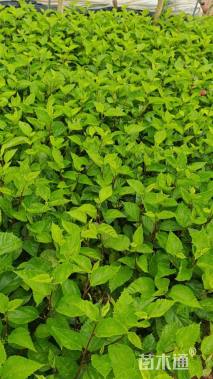 高度30厘米扶桑