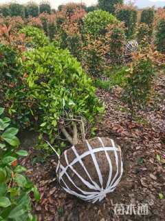 高度250厘米红叶石楠柱