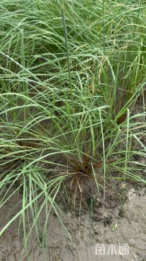 高度70厘米墨西哥羽毛草