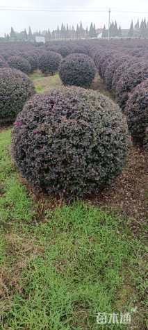 冠幅100厘米红花继木球