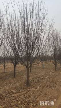 11公分八棱海棠