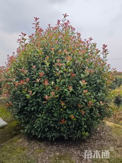 冠幅300厘米红叶石楠球