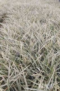 高度25厘米丽蚌草