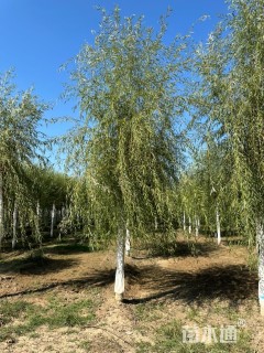 13公分金丝垂柳