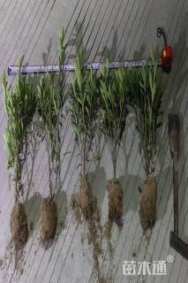 冠幅25厘米毛鹃球