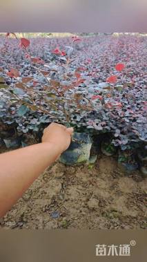 高度28厘米红花继木