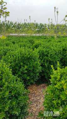 冠幅160厘米大叶黄杨球