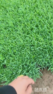 高度10厘米常夏石竹