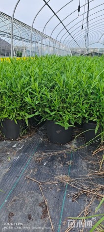 高度40厘米紫菀