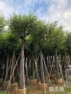 13公分柳树