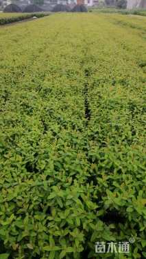 高度45厘米金丝桃小苗