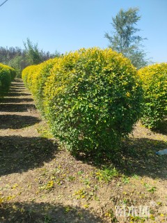 高度120厘米水蜡球