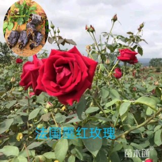 玫瑰花苗