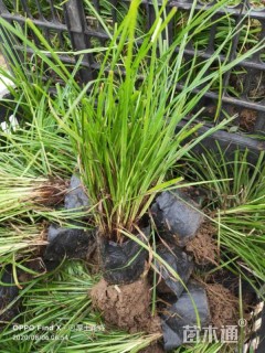 高度15厘米青绿苔草