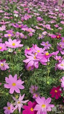 高度20厘米波斯菊