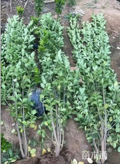 高度250厘米北海道黄杨