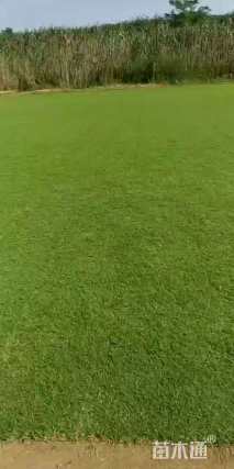 草块状天堂草