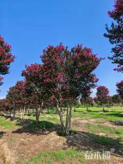 高度450厘米丛生紫薇