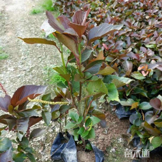 高度20厘米六月雪小苗