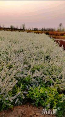 高度60厘米珍珠绣线菊