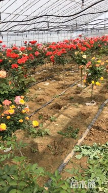 1.5公分树状月季