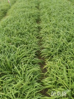 高度15厘米大花萱草