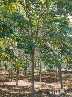 15公分栾树