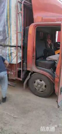 高度30厘米沙地柏