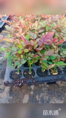 高度10厘米月季