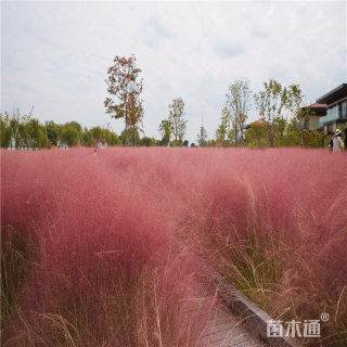 高度70厘米粉黛乱子草