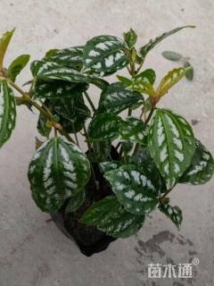 高度15厘米冷水花