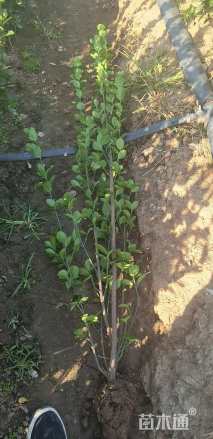 高度120厘米北海道黄杨