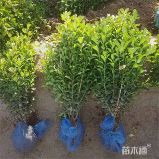 高度100厘米瓜子黄杨小苗