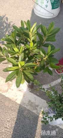 高度30厘米毛鹃