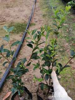 高度22厘米茶梅