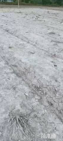 冠幅50厘米茶梅球